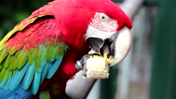 Red macaw — Stock Video