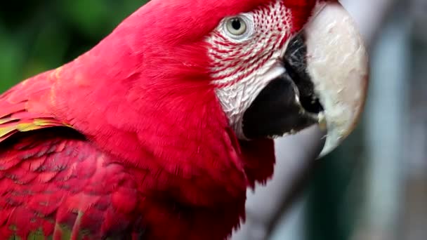 Červený papoušek — Stock video