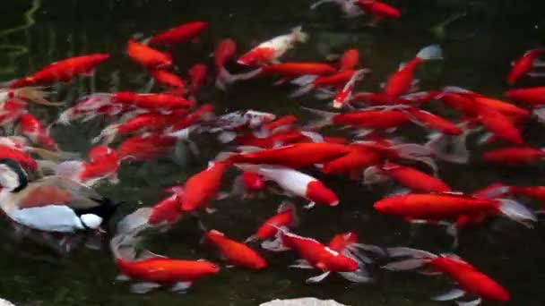 Poisson rouge et canard 