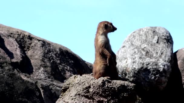 Meerkat. — Vídeo de stock