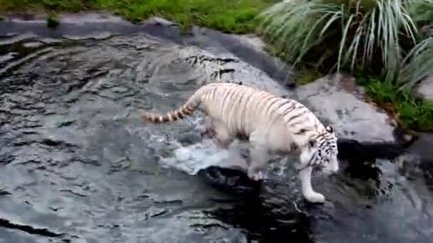 Weißer bengalischer Tiger — Stockvideo