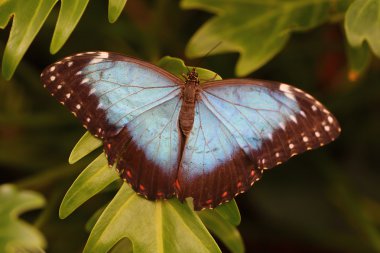 Blue morpho butterfly from above clipart