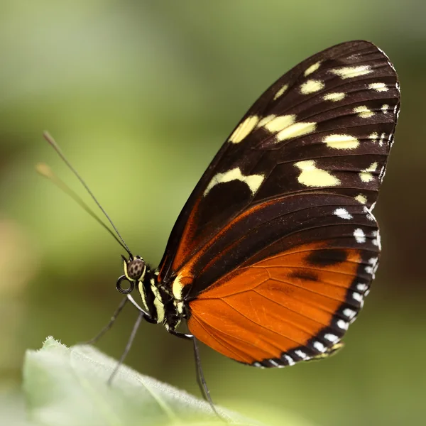 Isabellas tiger butterfly Eueides isabella — Stock Photo, Image
