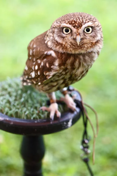 Pequeno coruja Athene noctua — Fotografia de Stock