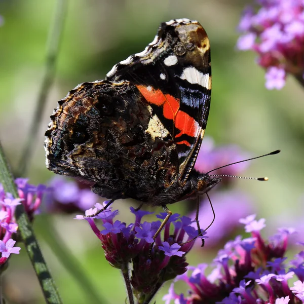 Red admiral butterfly Vanessa atalanta — Stock Photo, Image