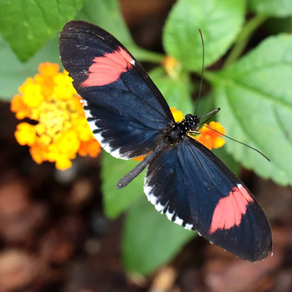 Red Postman butterfly feeding — Stock Photo, Image