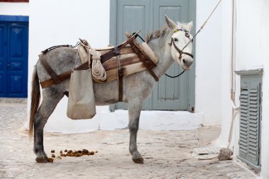 çalışma eşek