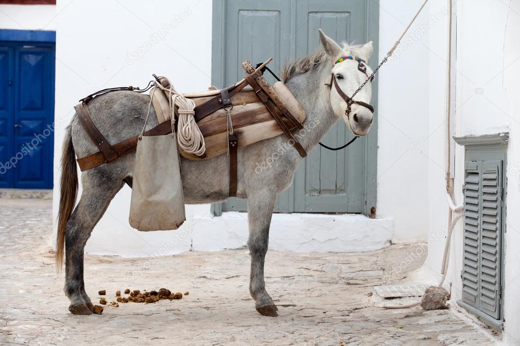 Working donkey