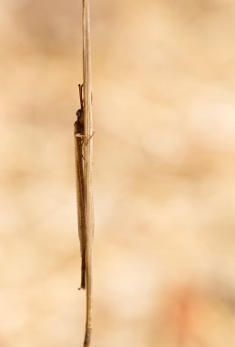 Anglion Imago Girit'te