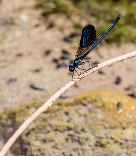 Cretan damselfly — Stock Photo, Image