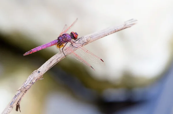 Cretan dragonfly Trithemis annulata — Stock Photo, Image