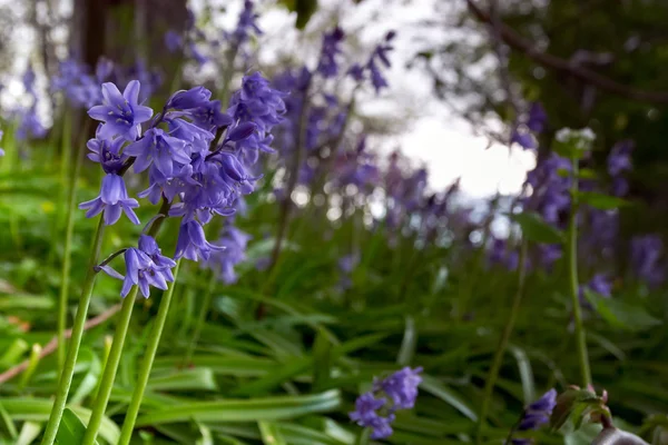 Bluebell trä — Stockfoto