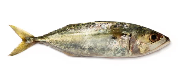 Indian mackerel — Stock Photo, Image