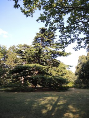 Gökyüzüne karşı bahçede güzel ağaç.