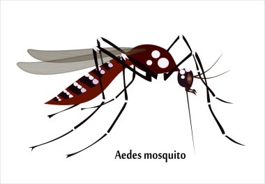Realistic Mosquito species clipart