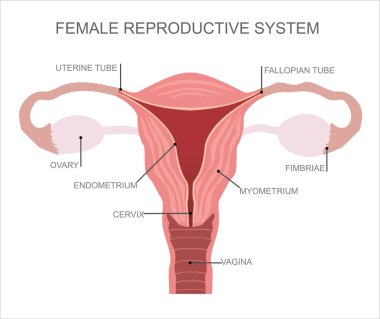 organs of female reproductive system clipart