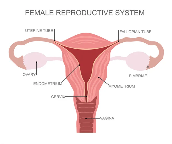 女性生殖系统的器官 — 图库矢量图片