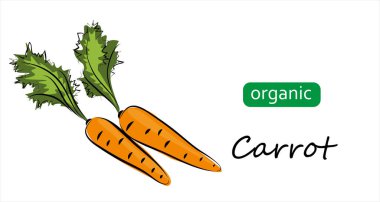 Havuç vektör çizimi, arka plan. Sanat çizimi organik havuç.