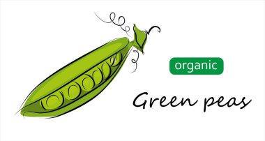 Yeşil bezelye kabuğu vektör çizimi. Sanat organik yeşil bezelye çiziyor..