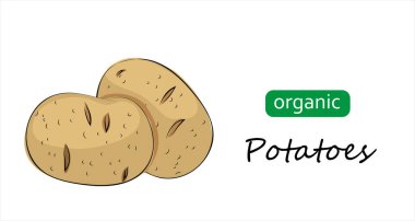 Patates vektör çizimi. Sanat çizimi organik patatesler.
