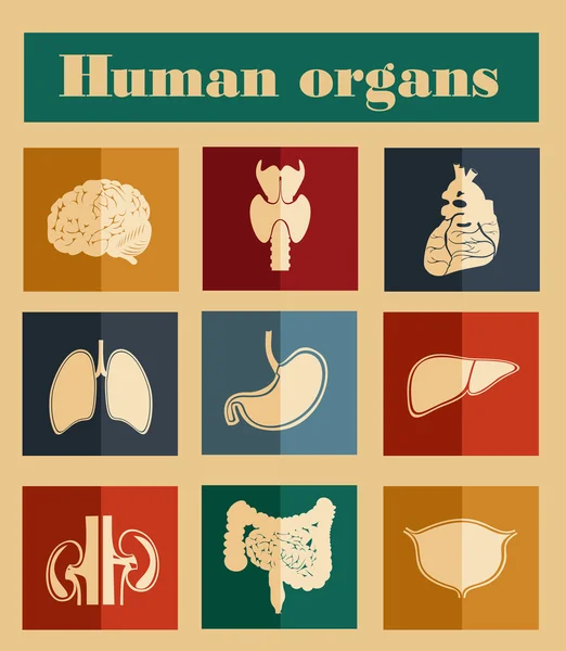 Iconos de órganos humanos — Vector de stock