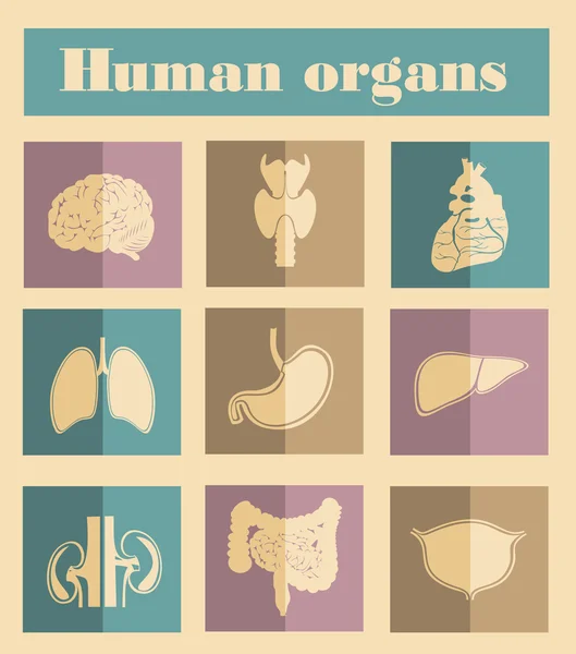 Iconos de órganos humanos — Vector de stock