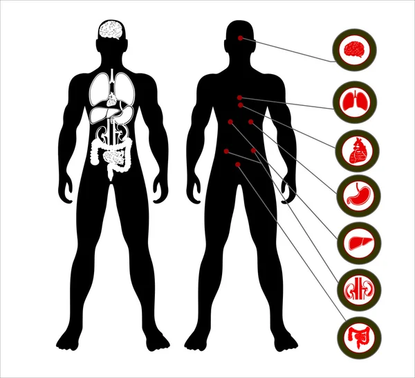 Pictogrammen van menselijke organen — Stockfoto