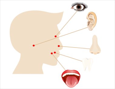 insan organlarını simgeleri