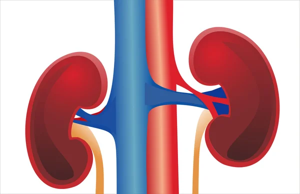 Gesunde menschliche Nieren — Stockvektor