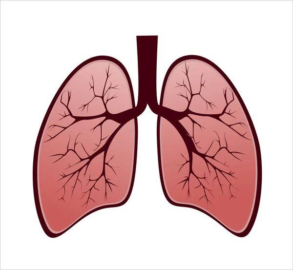 Pulmones humanos sanos — Vector de stock