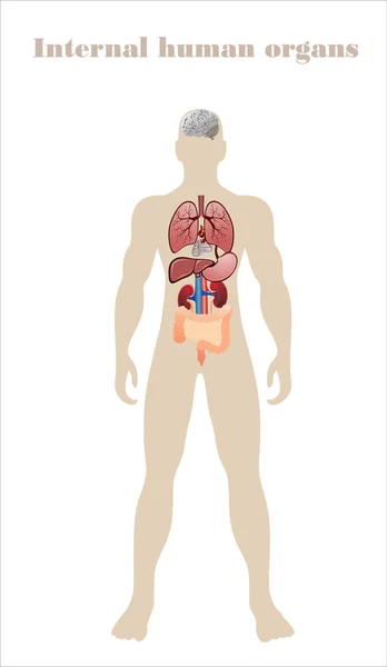 Iconos de órganos humanos — Vector de stock