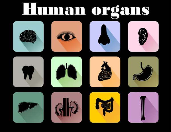 Icônes des organes humains — Image vectorielle