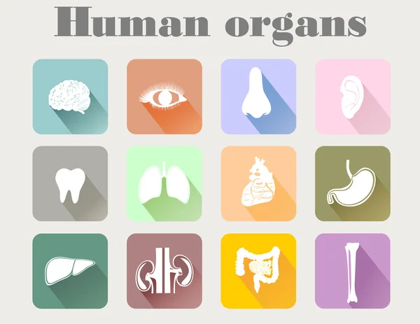 Iconos de órganos humanos — Vector de stock