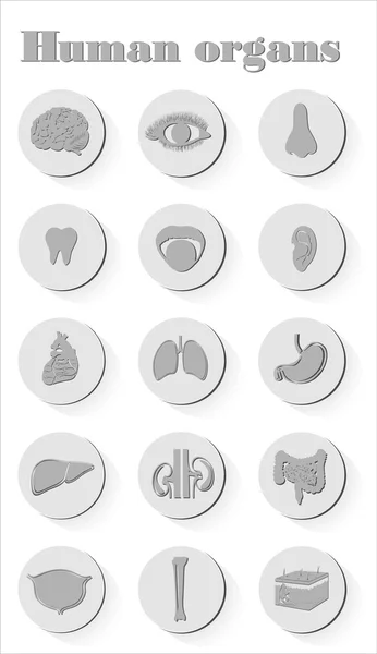 Iconos de órganos humanos — Vector de stock