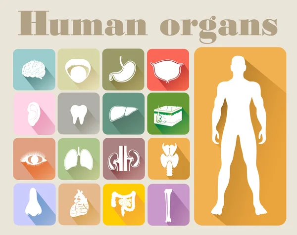 Iconos de órganos humanos — Vector de stock