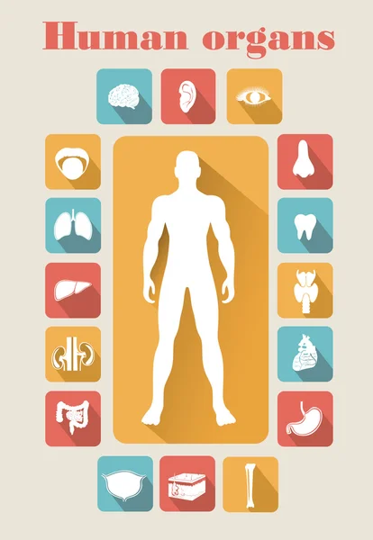 Icons of human organs — Stock Vector