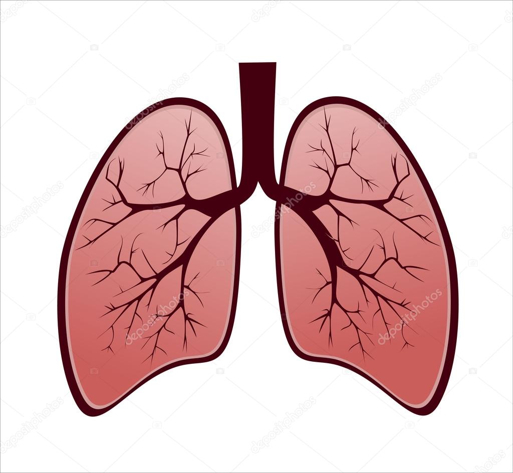 Healthy human Lungs