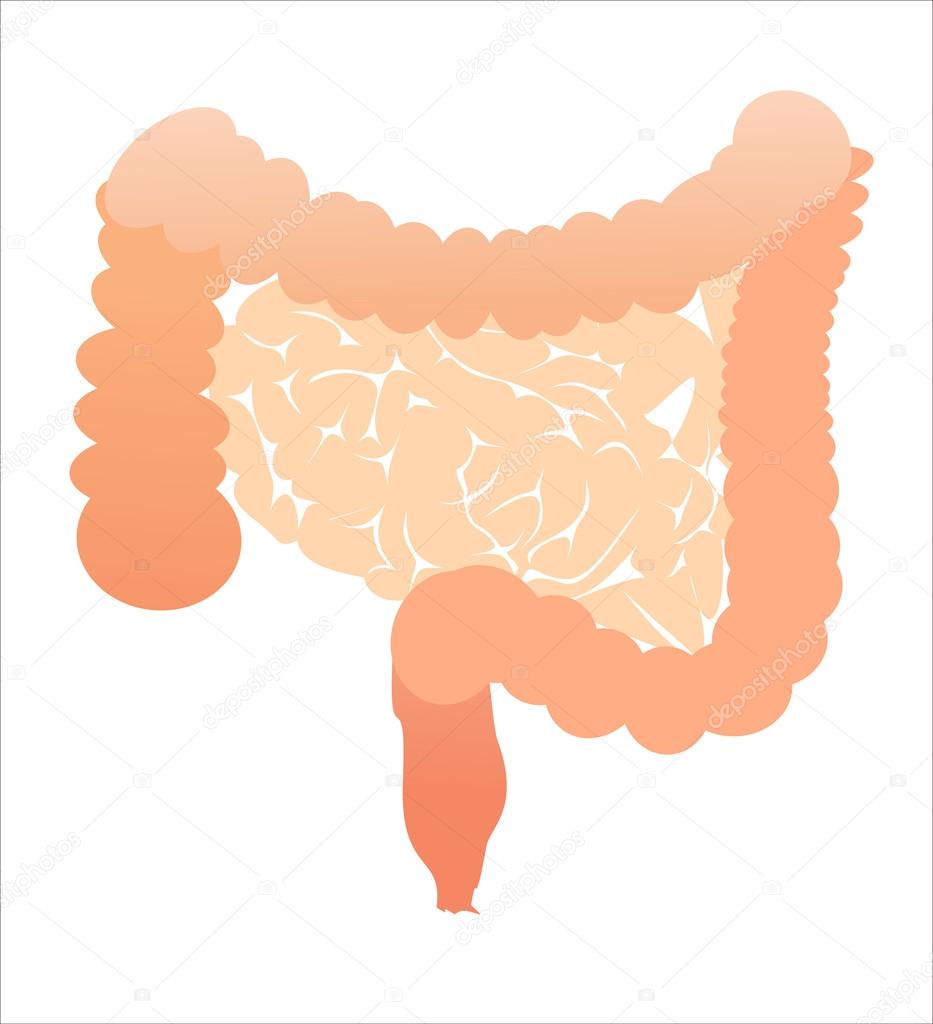 Healthy human bowels
