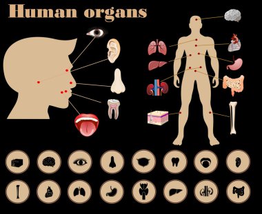 insan organlarını simgeleri