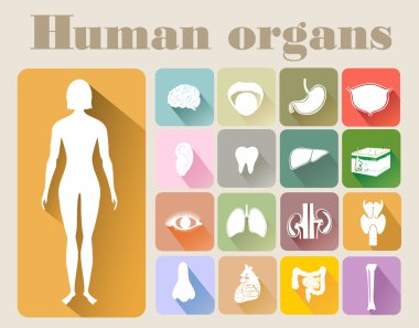 insan organlarını simgeleri