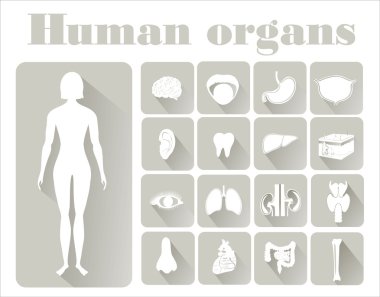 insan organlarını simgeleri