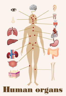 insan organlarını simgeleri