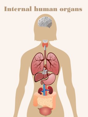 insan organlarını simgeleri