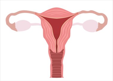organs of female reproductive system clipart