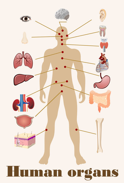 Icons of human organs
