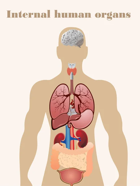 Pictogrammen van menselijke organen — Stockvector