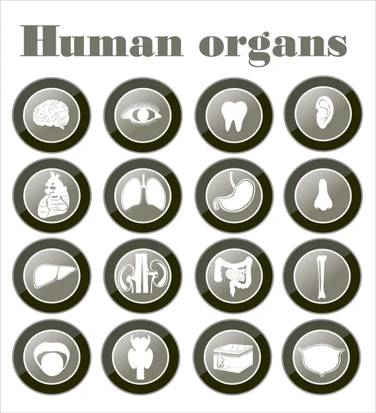 Ikoner av mänskliga organ — Stock vektor