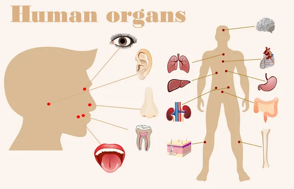 Ікони людських органів — стоковий вектор