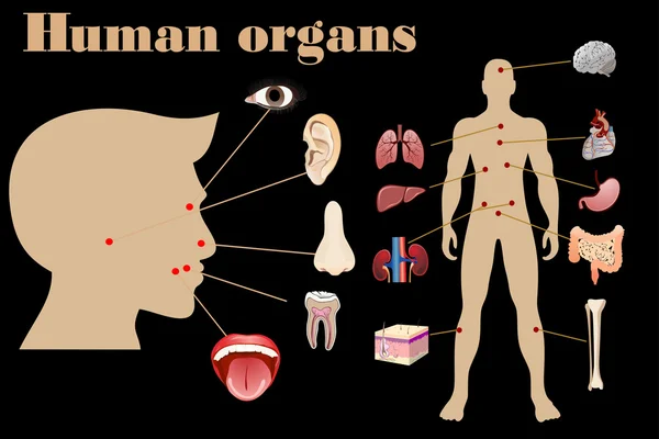 Ikoner av mänskliga organ — Stock vektor