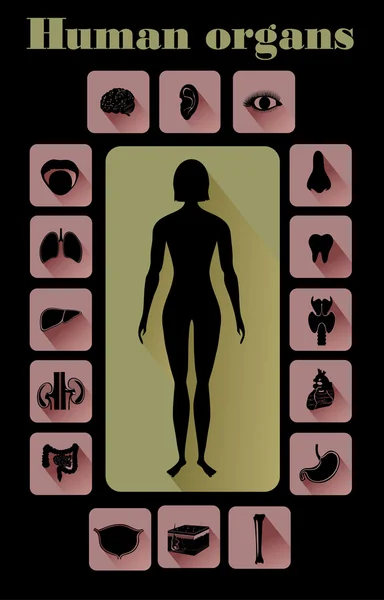 Iconos de órganos humanos — Vector de stock